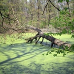 Pałac i park Schaffgotschów w Kopicach. Akcja sprzątania