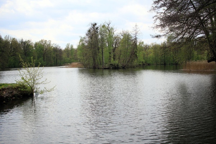 Pałac i park Schaffgotschów w Kopicach. Akcja sprzątania