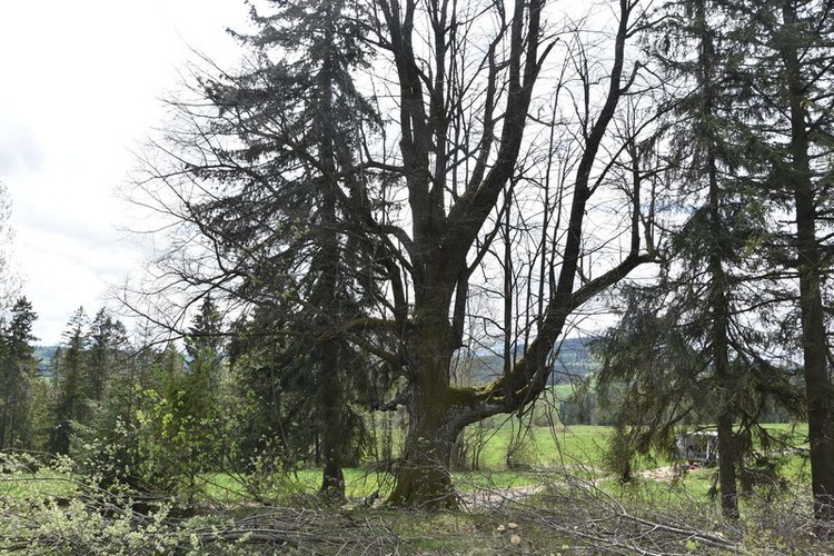 Prace porządkowe na cmentarzu cholerycznym 