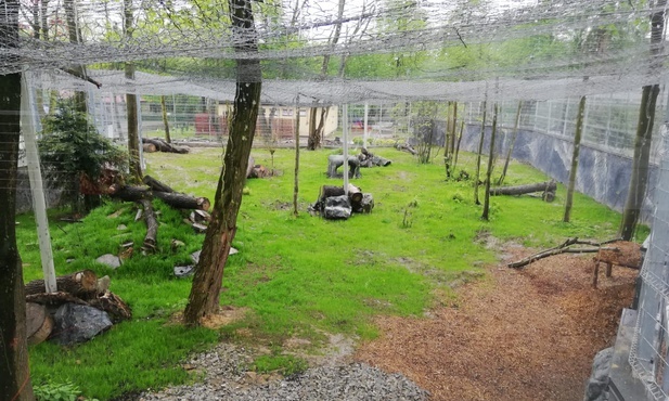 Chorzów. Pantery śnieżne mają nowy wybieg w śląskim ZOO