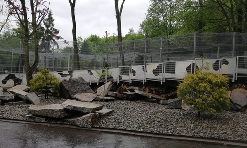 Chorzów. Pantery śnieżne mają nowy wybieg w śląskim ZOO