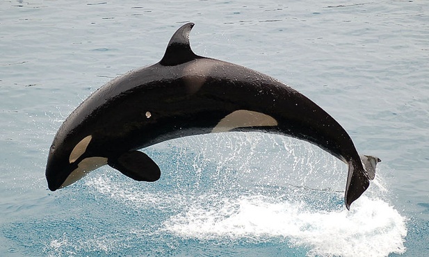 Orka