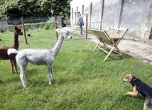 ▲	Małe stadko zaprzyjaźnia się z ludźmi i tutejszym psem pasterskim Bemolem.