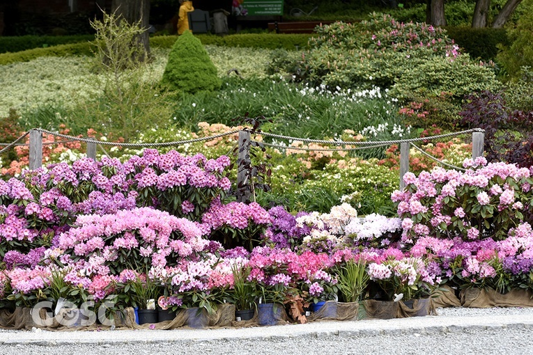 Majówka w Arboretum z biskupem