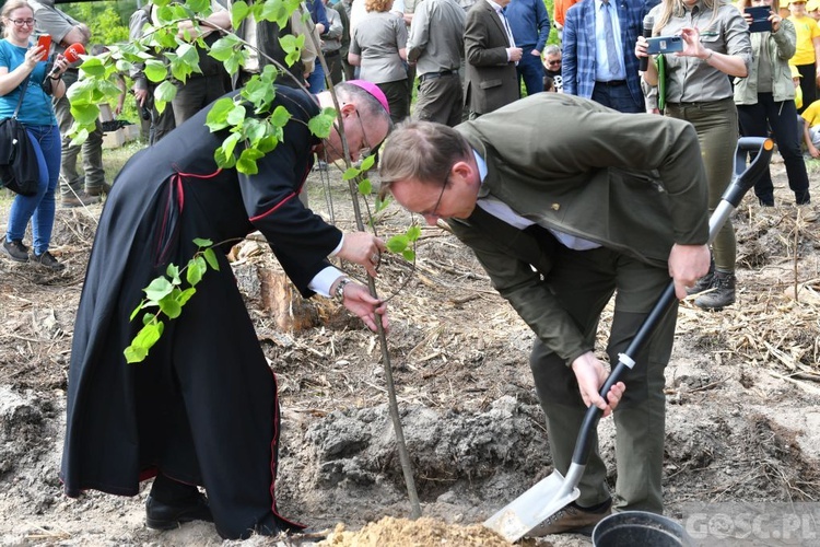 Akcja "Łączą nas drzewa"