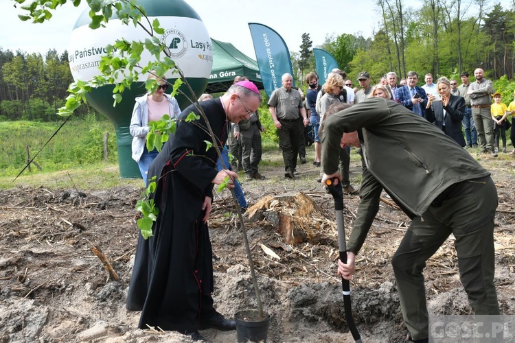 Akcja "Łączą nas drzewa"