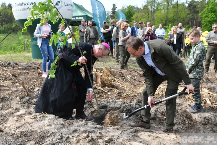 Akcja "Łączą nas drzewa"