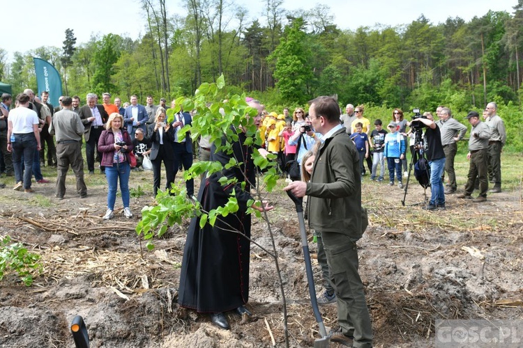 Akcja "Łączą nas drzewa"