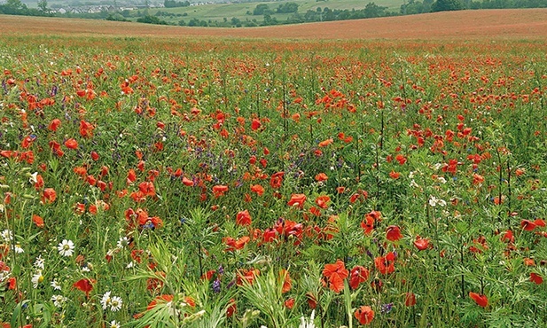 Niech zakwitną łąki kwietne