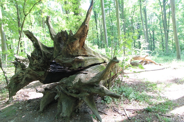 Wokół Sanktuarium NMP Różańcowej w Nowolesiu