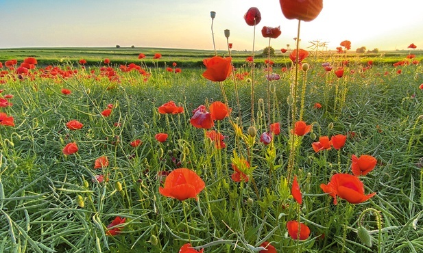 Maki.
17.06.2021 Siemianowice Śląskie