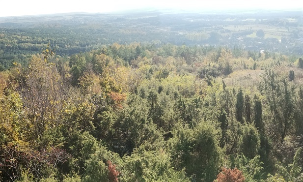 Jura Krakowsko-Częstochowska. Muflony będą wypasane na Górze Zborów