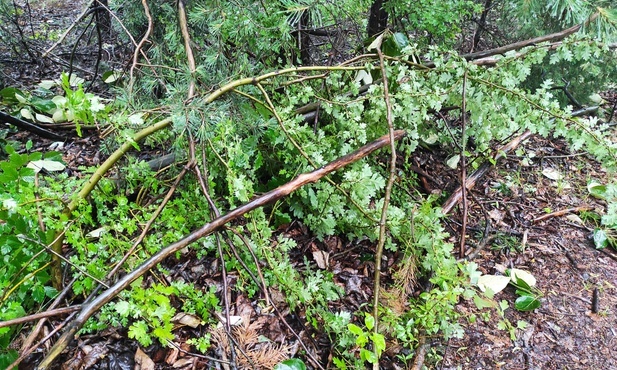 Powiat zawierciański. Ewakuacja obozu w Kostkowicach. Harcerze noc spędzili w szkole