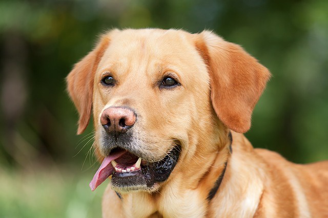 Psy wykrywają zakażonych koronawirusem w stanie Massachusetts