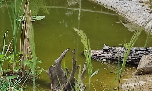 19.07.21| O żółwiu i raku błotnym