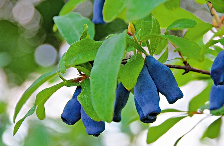 Pochodzącą z północno-wschodniej Azji jagodę kamczacką z powodzeniem można uprawiać w naszym klimacie.