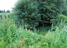 ▲	Widok na dawne koryto.