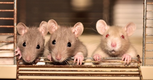 Eksperyment na szczurach - czy to nasza przyszłość?