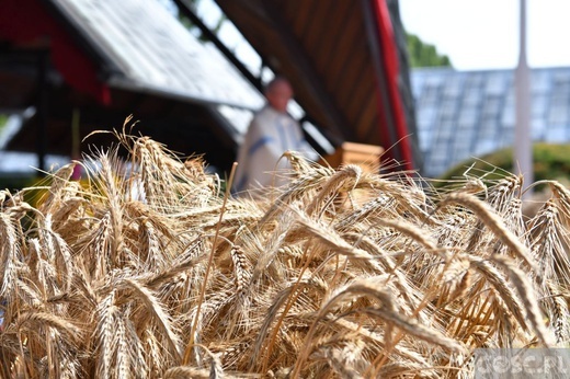 Diecezjalne dożynki w Rokitnie