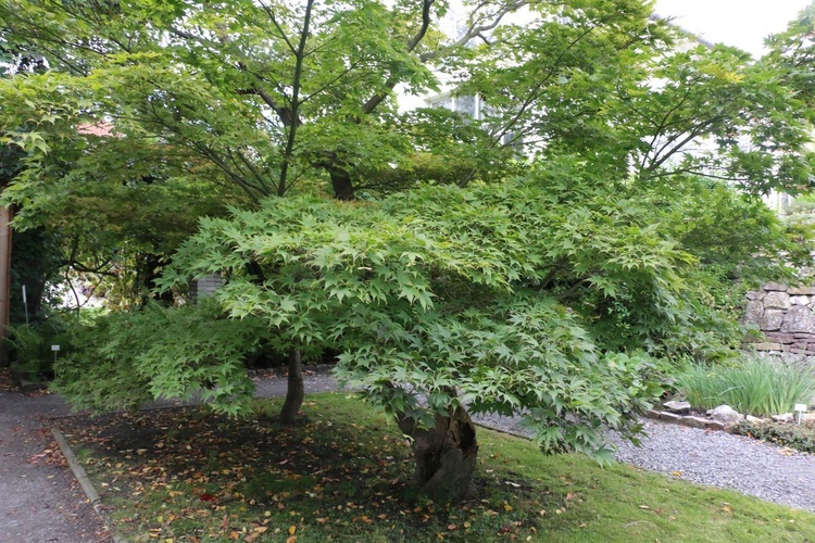 Fotografie Ogrodu Botanicznego w Krakowie