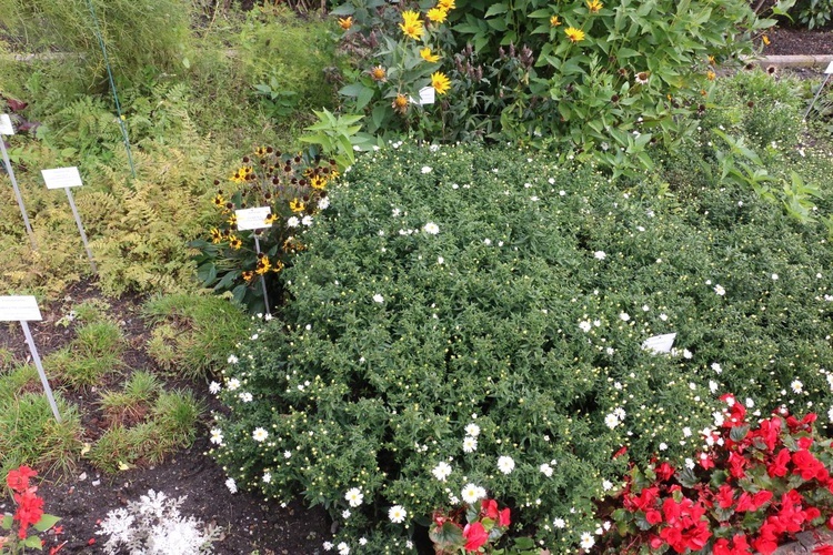 Fotografie Ogrodu Botanicznego w Krakowie