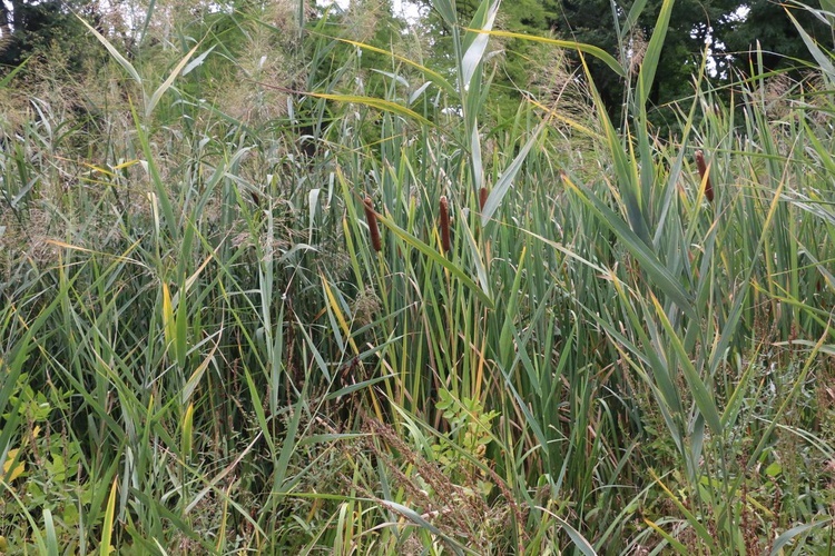 Fotografie Ogrodu Botanicznego w Krakowie