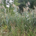 Fotografie Ogrodu Botanicznego w Krakowie