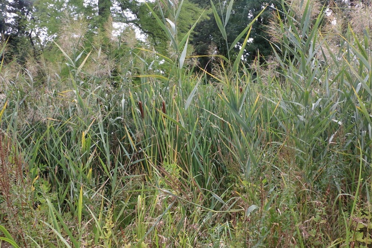 Fotografie Ogrodu Botanicznego w Krakowie