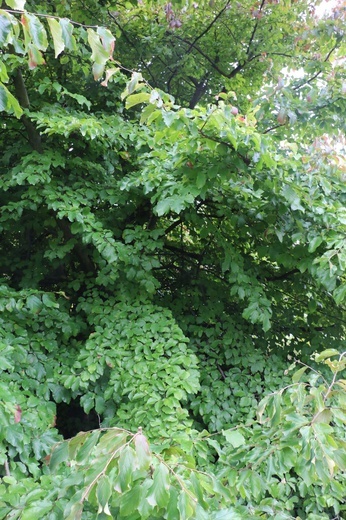 Fotografie Ogrodu Botanicznego w Krakowie