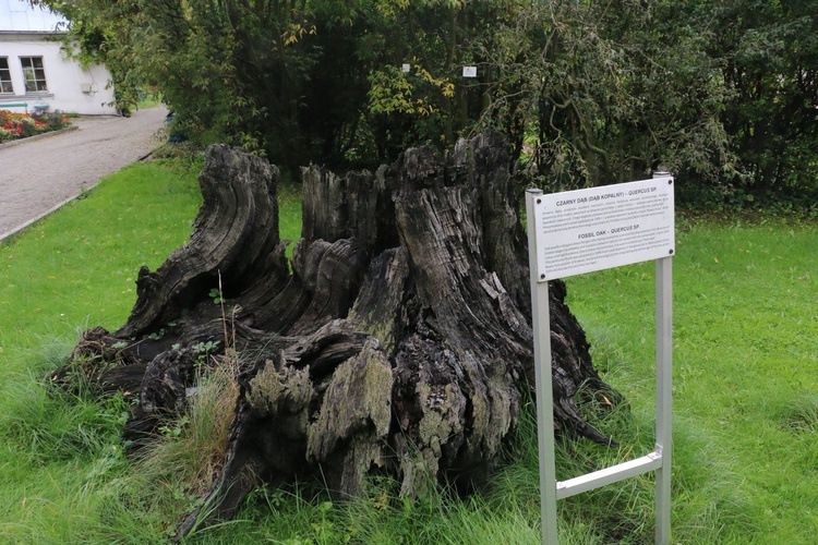 Fotografie Ogrodu Botanicznego w Krakowie