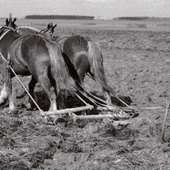 Przez całe międzywojnie podstawową siłą pociągową na polskiej wsi były konie. Biedniejsi chłopi zaprzęgali do pługów woły, a nawet krowy. Traktory, które produkowano w Polsce już od 1923 roku, mogli sobie kupić zamożni właściciele dużych majątków ziemskich.