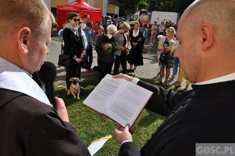 Niedziela św. Franciszka w Głogowie