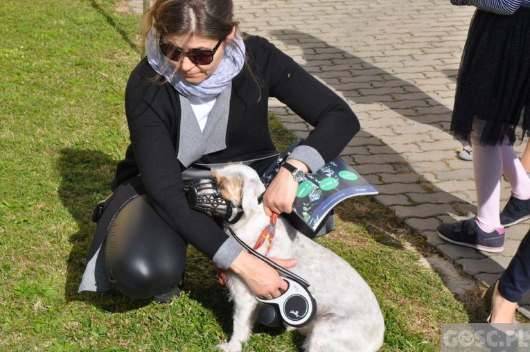 Niedziela św. Franciszka w Głogowie