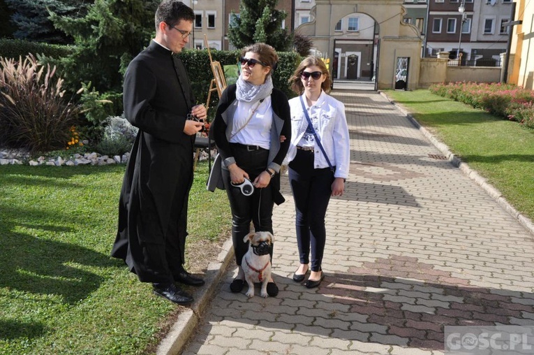 Niedziela św. Franciszka w Głogowie