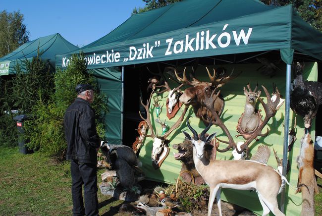 Żabno. Nadsański Huberus