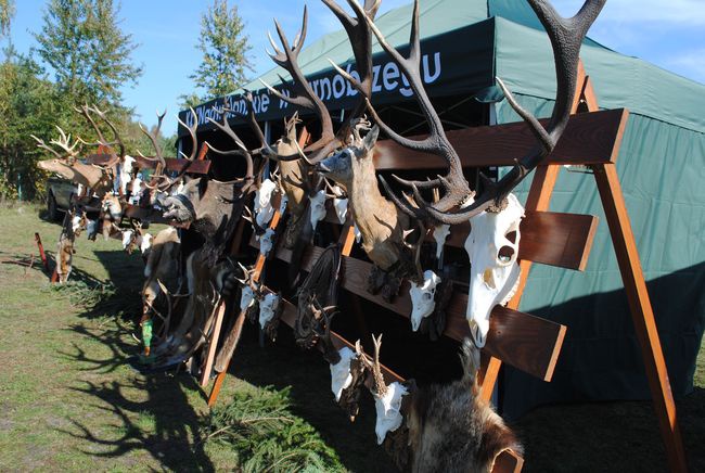 Żabno. Nadsański Huberus