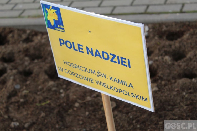 Oficjalna inauguracja akcji Pola Nadziei w Gorzowie Wlkp.