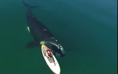 Niesamowite spotkanie: wieloryb bawi się deską. Jak pływającej na niej kobiecie udało się zachować spokój?!