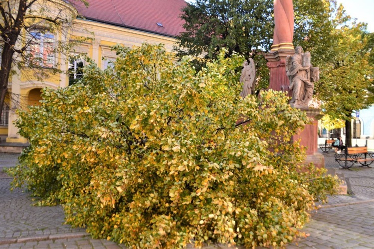 Zniszczenia po wichurze na terenie diecezji świdnickiej