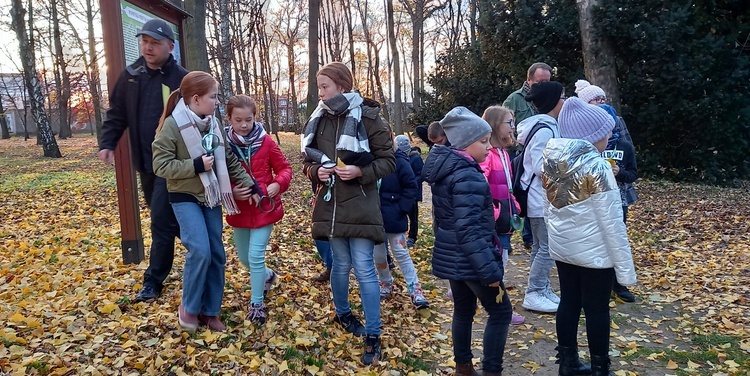 Tarnobrzeg. Drzewa na festiwalu