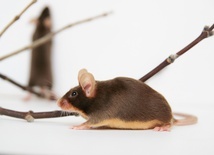 Wykorzystująca RNA terapia usuwa SARS-CoV-2 z organizmów myszy