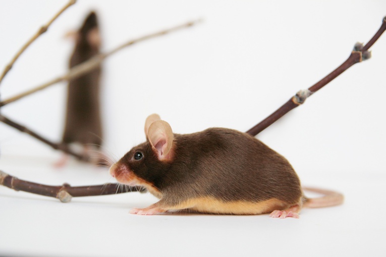 Wykorzystująca RNA terapia usuwa SARS-CoV-2 z organizmów myszy