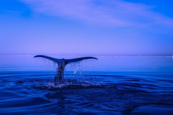 Ludzie zaburzyli oceaniczną równowagę