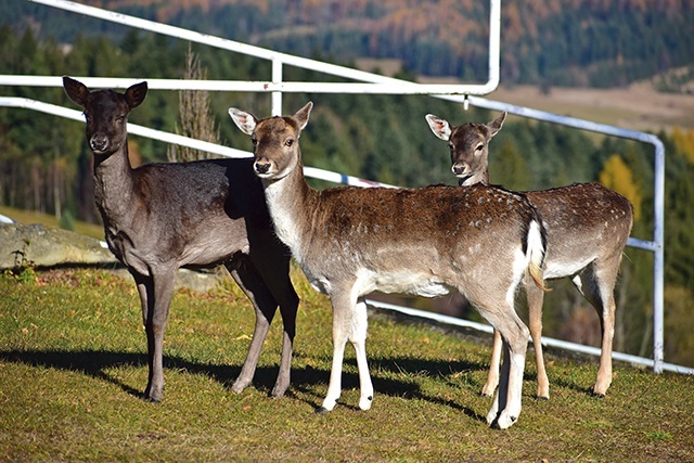 Daniele należą do rodziny jeleniowatych. Długość ich ciała wynosi 130–150 cm, a wysokość w kłębie ok. 105 cm. Samce ważą  od 65 do 80 kg (a nawet do 120 kg), a samice od ok. 30 do 50 kg  (lub nawet do 90 kg)