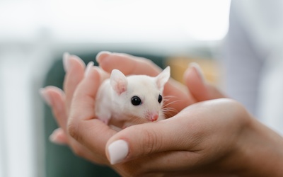 "Tańczące" cząsteczki naprawiły rdzeń kręgowy myszy