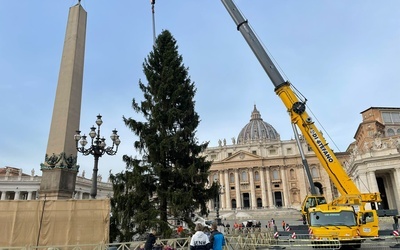 Na plac Świętego Piotra przywieziono choinkę z Trydentu