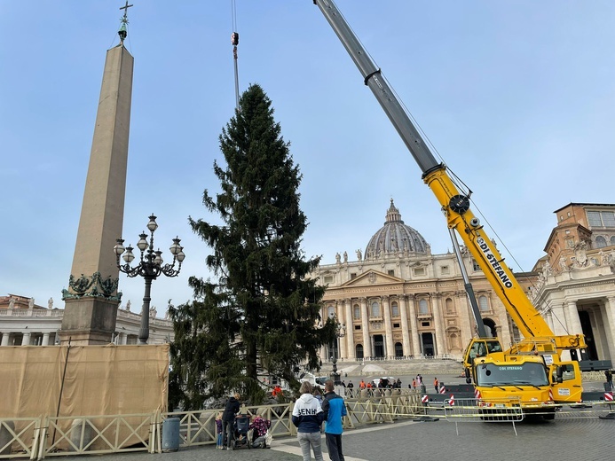 Na plac Świętego Piotra przywieziono choinkę z Trydentu