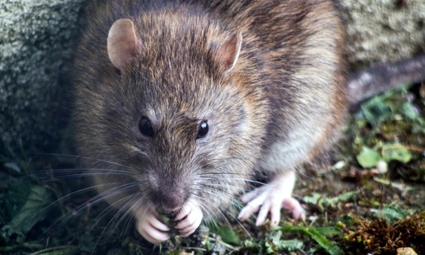 Hiszpania: Rośnie liczba śniadych szczurów w dużych miastach