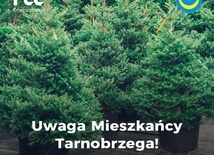 Tarnobrzeg. Choinkowa Zagroda