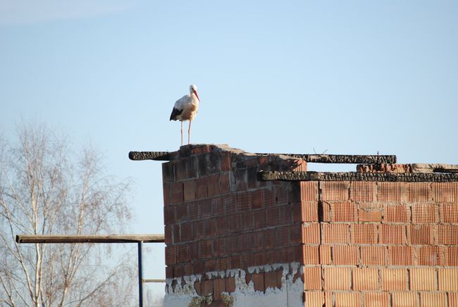 Klekotek w bezpiecznym dla siebie miejscu.